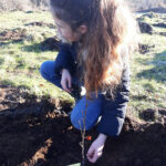 Les élèves de l'école Notre Dame de Kérinec de Poullan-sur-Mer plantent des arbres pour améliorer la qualité de l’eau.