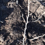 Les élèves de l'école Notre Dame de Kérinec de Poullan-sur-Mer plantent des arbres pour améliorer la qualité de l’eau.