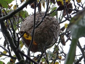 frelon nid arbre